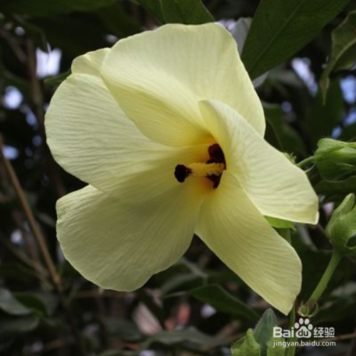 黄葵的养殖方法和注意事项