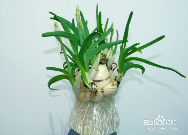 容易存活的水培植物有哪些