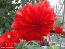 不同的时间、不同的对象该送什么样的花