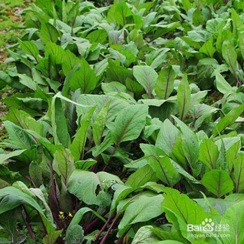 种的菜叶子发黄什么原因