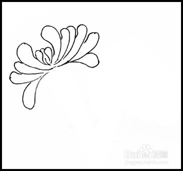 怎样画简笔画（花卉）：[9]菊花2
