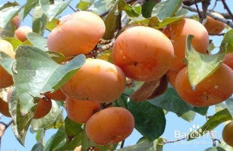 孕妇吃那些水果营养高又好?