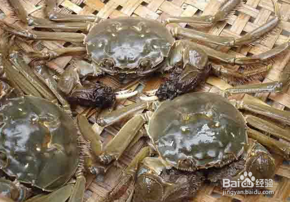 如何挑选阳澄湖大闸蟹?