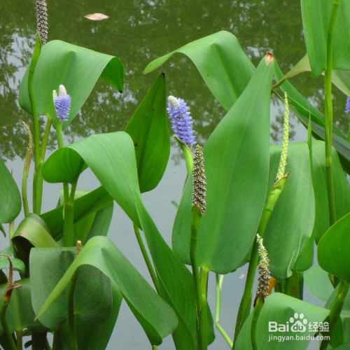 再力花的养殖需要注意什么？