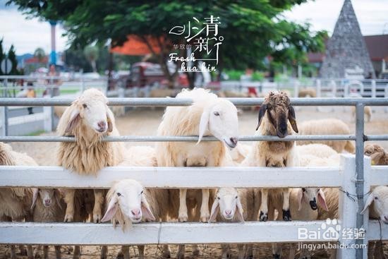 在公园里呆萌一次：小瑞士绵羊牧场