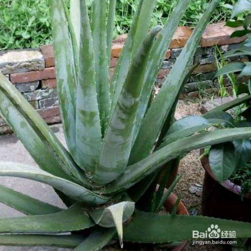 芦荟的叶子干瘪怎么办？