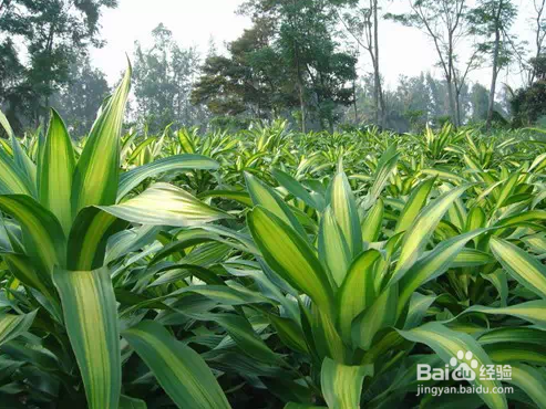 生活 对家中有益的植物