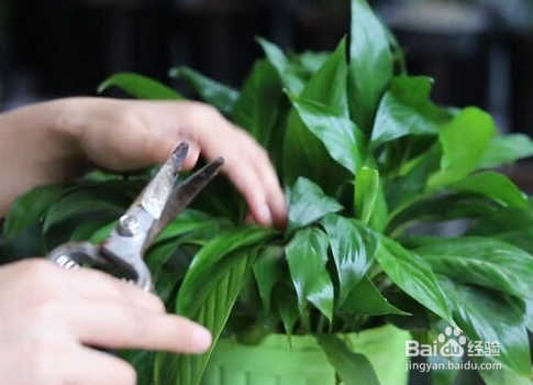 醒玫瑰花的正确方法和技巧