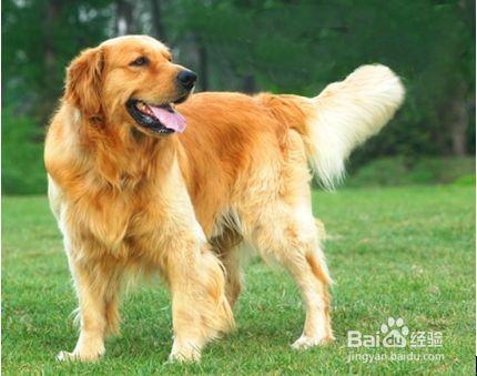 如何保护大型犬的骨骼 百度经验 如何保护大型犬的骨骼 百度经验
