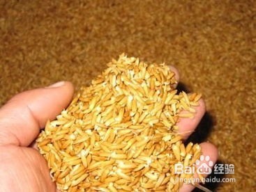 水稻催芽的三个阶段