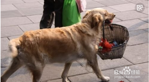 狗狗挤肛门腺的技巧!