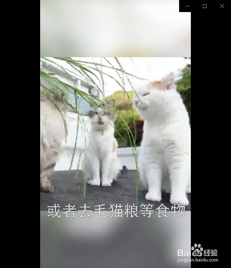 如何预防毛球症
