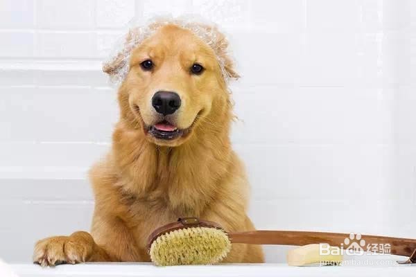 给狗狗洗澡的流程!