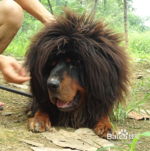 藏獒狗狗能接受训练的生理基础是什么