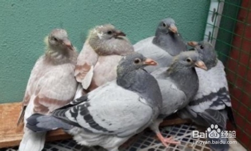 鸽子缺乏维生素的相应症状有哪些?