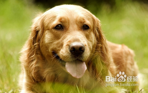 金毛犬性格温顺吗