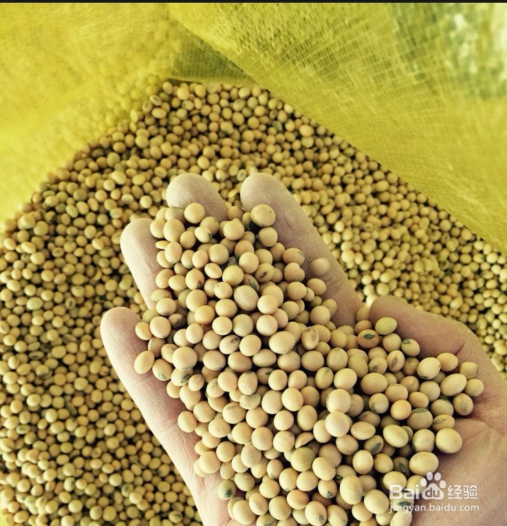 进口转基因大豆与东北非转基因的大豆区别
