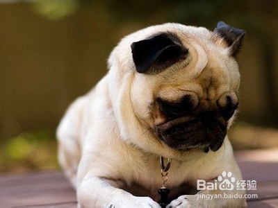 让八哥犬不害怕楼梯的方法