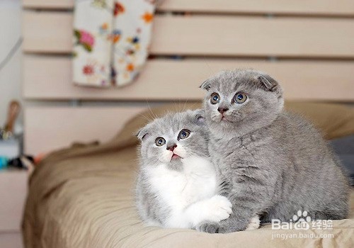 怎么让猫不爬到床上