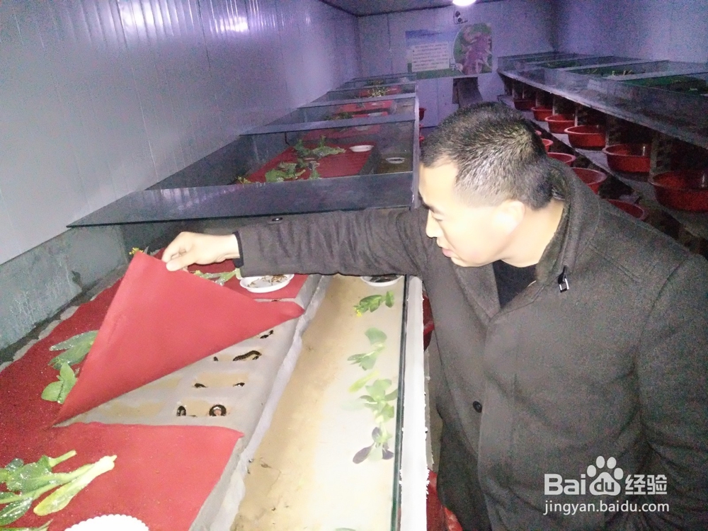 宜昌土元养殖必备基础知识
