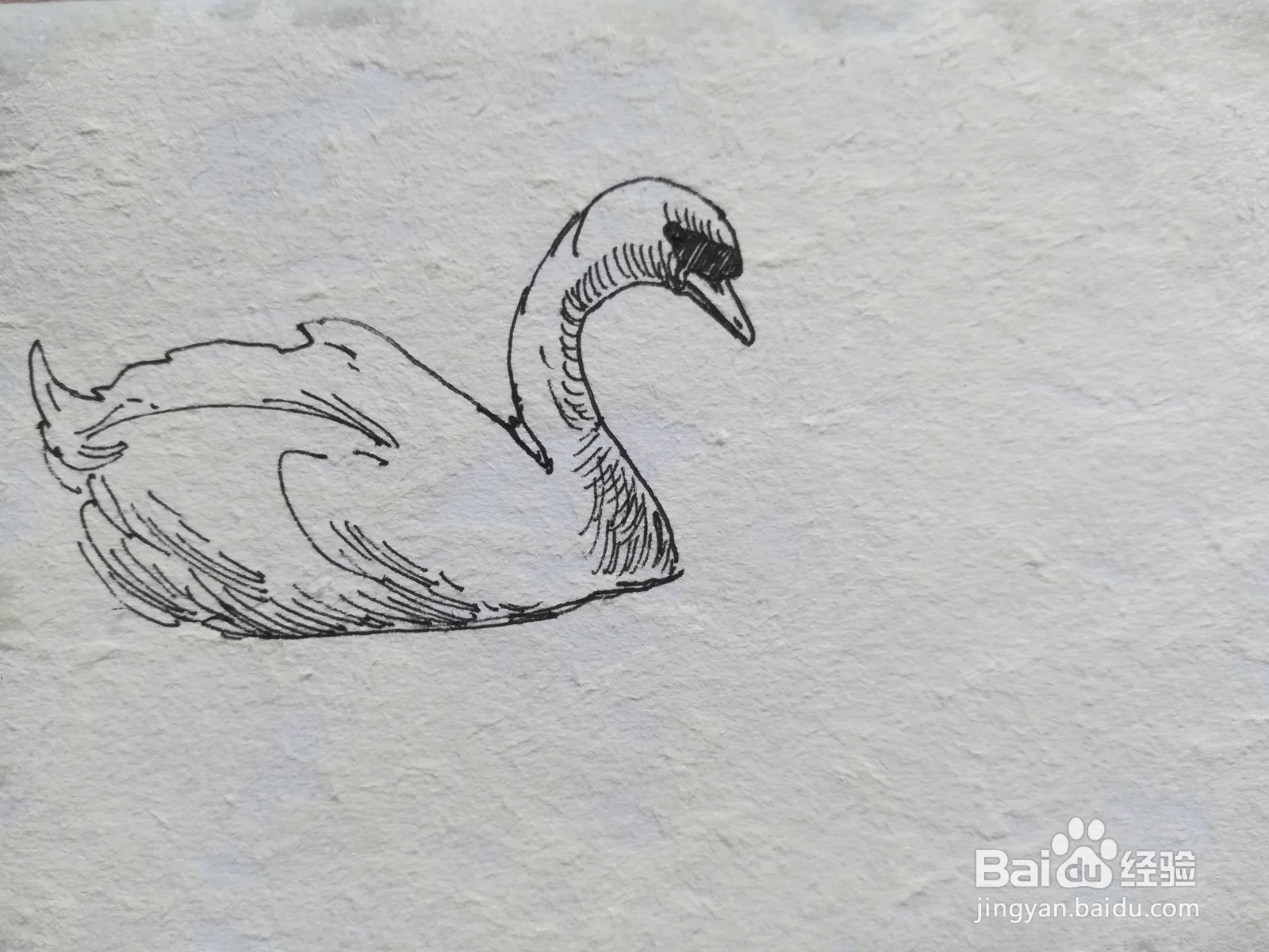 怎么画一对爱心形状的天鹅