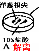 如何操作高中生物有丝分裂实验