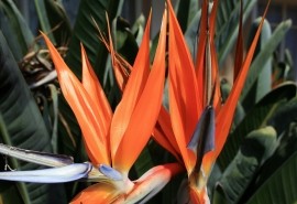 鹤望兰如何养护开的好？