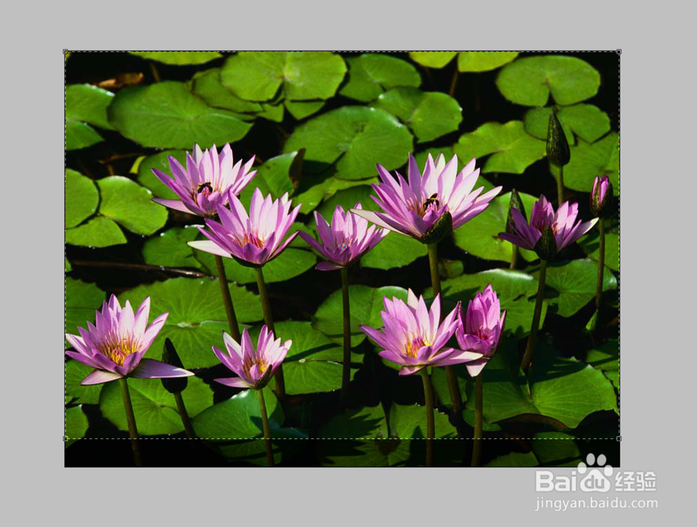 如何用photoshop裁剪成五寸照片