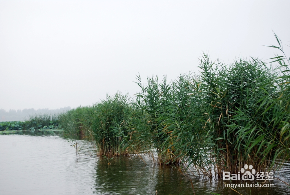 芦苇种植的技术
