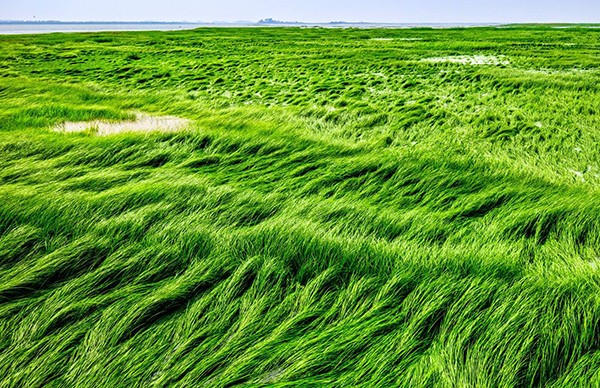 赞美小草的诗句?分别赞美了小草什么样的精神