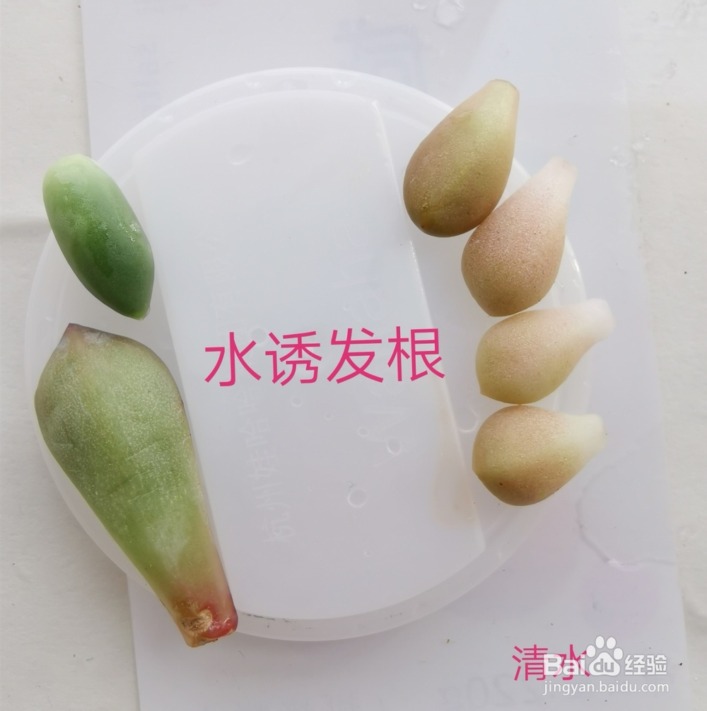 冬天多肉叶片扦插方法