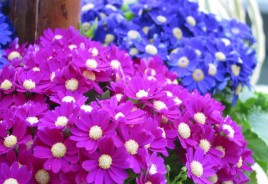 三月的花有哪些？