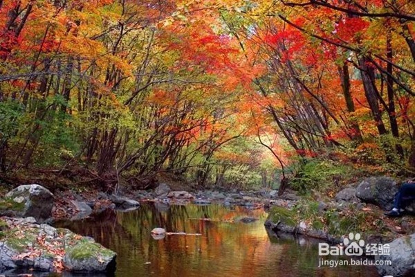 赏枫叶好去处——河南家门口赏枫叶攻略