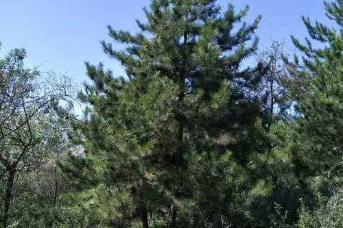 油松是分解者吗