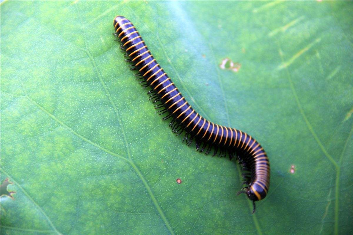 马陆虫与人触碰后会怎么样？会死吗？有毒吗？怎么治