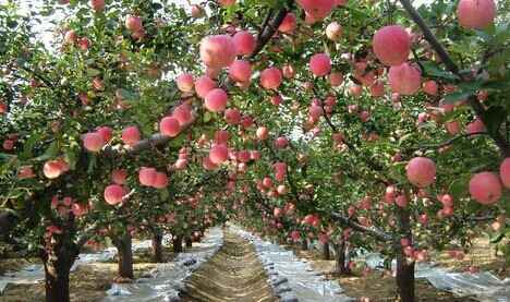 一首关于apple的英文歌