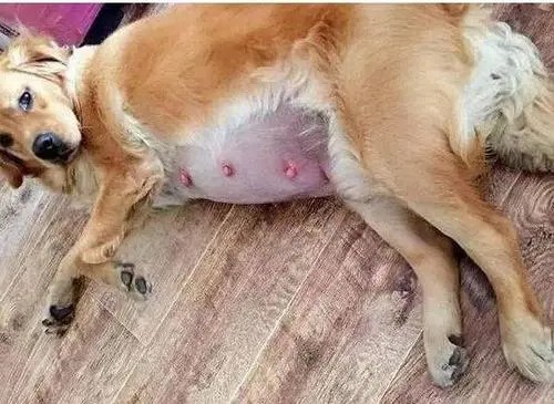 狗狗生产时该注意些什么