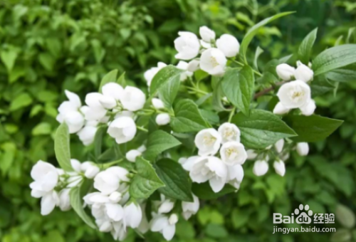 茉莉花的栽培技术有哪些？