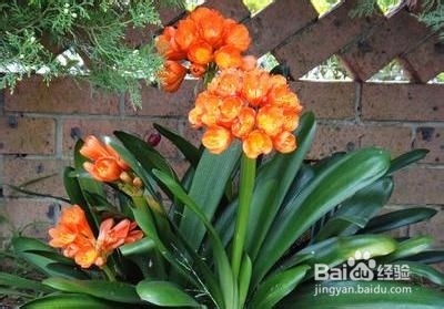 适合在屋内放置的十种植物