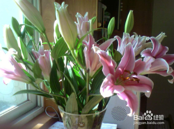 百合开完花怎么处理还能开花