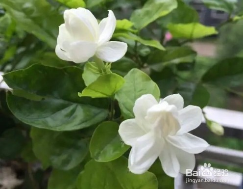茉莉花养护技巧，叶子茂盛开花多，芳香四溢