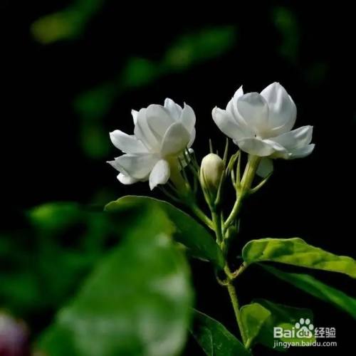 手机拍花 一分钟把照片背景变黑 花变得更美 百度经验 手机拍花 一分钟把照片背景变黑 花变得更美 百度经验