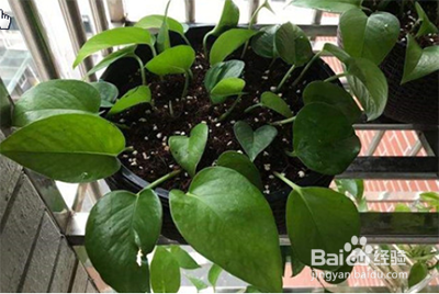 缓苗期如何浇水