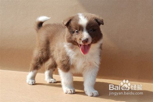 如何挑选一只聪明易训的狗狗