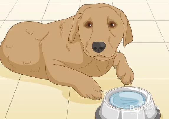 天气热狗狗不怎么吃东西怎么办