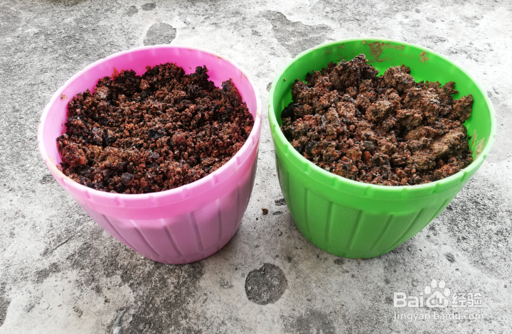 仙人球怎样分球栽种