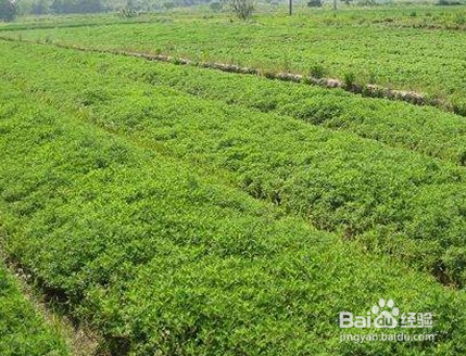 艾草的种植技术及养护方法 百度经验