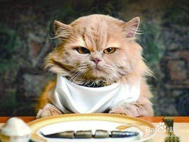 猫咪不吃猫粮是什么原因