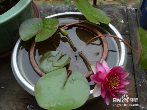 睡莲不开花有什么办法