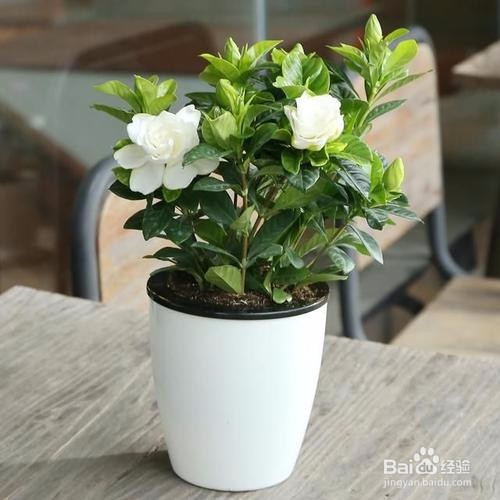 怎么才能让茉莉花开爆盆